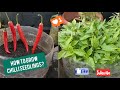 மிளகாய் நாற்று வளர்ப்பது எப்படி? | How to grow chilli seedlings from seeds ? | Tips to grow more