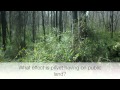 Impact of Exotic Plants on Native Ecosystems