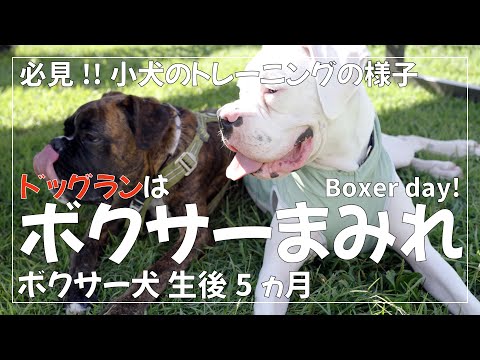生後2ヶ月 5ヶ月 8ヶ月のボクサー犬 子犬 が ドッグランに勢揃い【2ヶ月の子犬はとにかくかわいい】