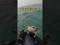 YOU Wont Belive What HAPPENED To This Seal !! 😯😯#short #viral #ocean #sealion #seal #animals