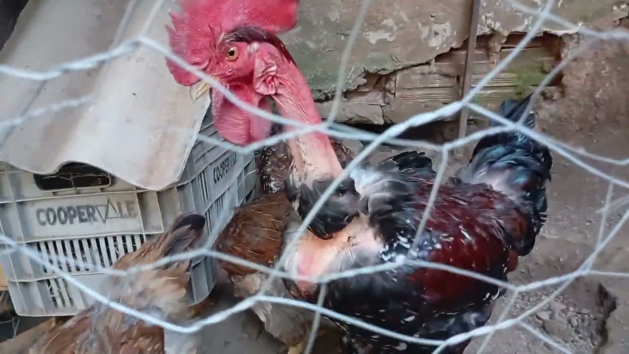 Cruzamento preciso do modo correto 