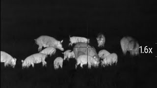 Greatest Hits of 2018 - Horn Swamp Hunting