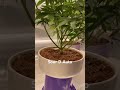 Outcast Autos Sour Diesel.