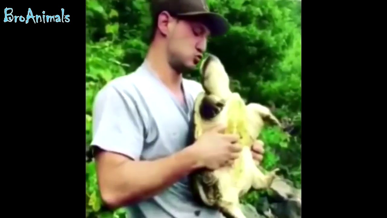 Fun With Animals ПРИКОЛЫ С ЖИВОТНЫМИ подборка ¦ FUN WITH ANIMALS compilation #010 - YouTube