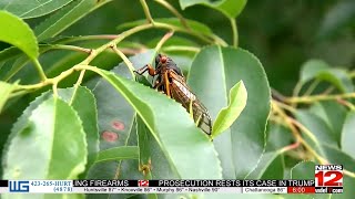 Cicada invasion continues around Chattanooga