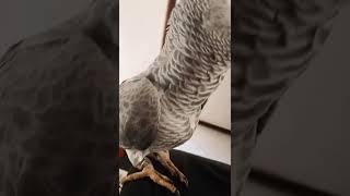 Chicky Chicky Chick My Name Is Chacha Cha Chaaaa Chachaaa Little Video Tiktok Grey Parrot Rio