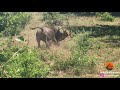 WATCH: Kruger buffalo flicks lion into air like a toy