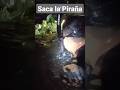 saca la piraña #edit #like #reels #youtubeshorts #viral #love #pesca #ecuador #trending