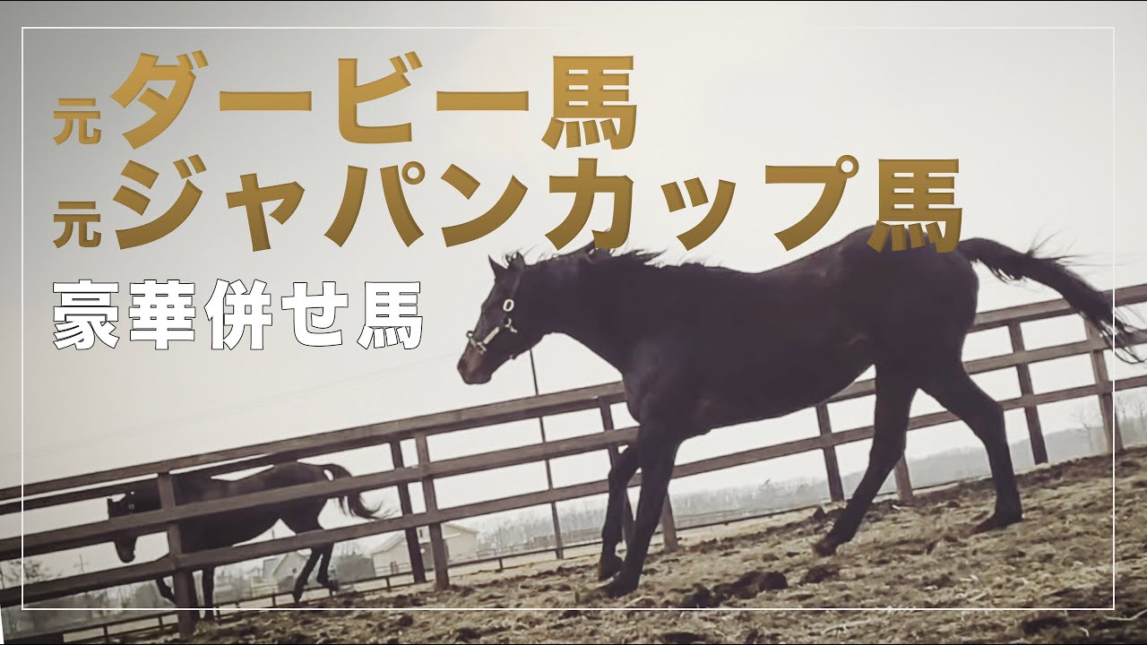 夢の共演 タニノギムレットとローズキングダムの併せ馬遊び - YouTube