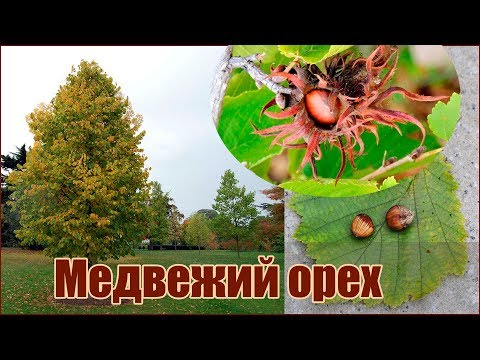 Медвежий орех или