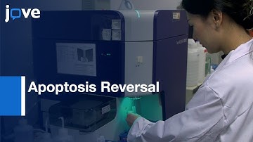 Flow Cytometric Detection of cells after Apoptosis Reversal  | Protocol Preview