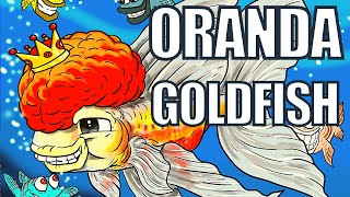 Oranda Goldfish | Oranda Goldfish Care & Guide