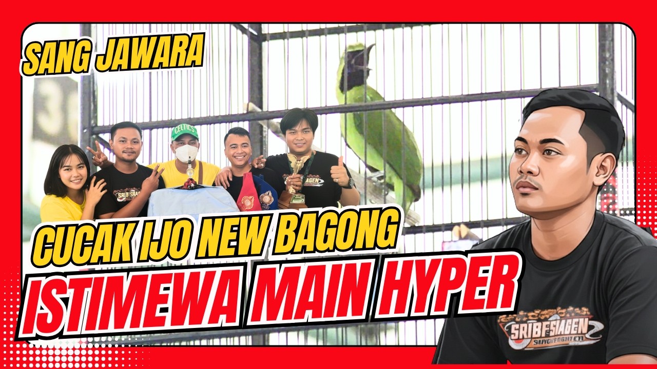 [CI New Bagong] Cucak Ijo Hyper Cak Ijo New Bagong Sri BF Sragen CUCAK IJO main hiper HoBi ID