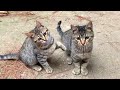 Playful kittens living on the street play incredibly cute games, they will make your day beautiful