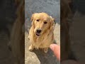 Golden retriever #ilovemygoldenretriever#goldenretrieverfun