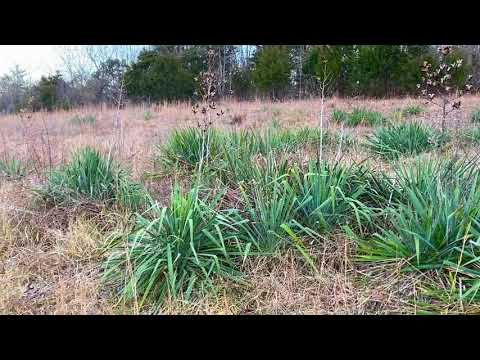 Yucca Plants on 13 acres in MO (old homestead?) - $1,500 Down for Owner Financed 13 Acres! - ID#PH03