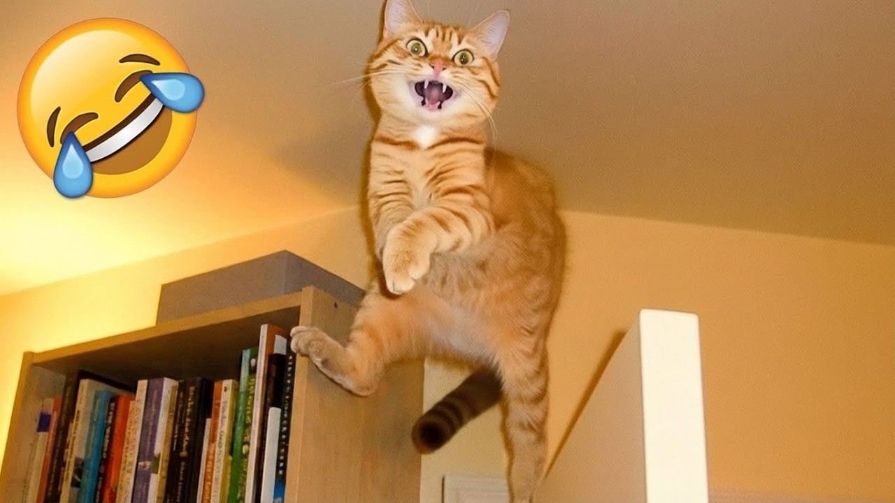 Tente Não Rir 😅 Os Gatos e Cachorros Mais Hilários 🐱🐶