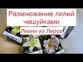 Размножение лилий чешуйками