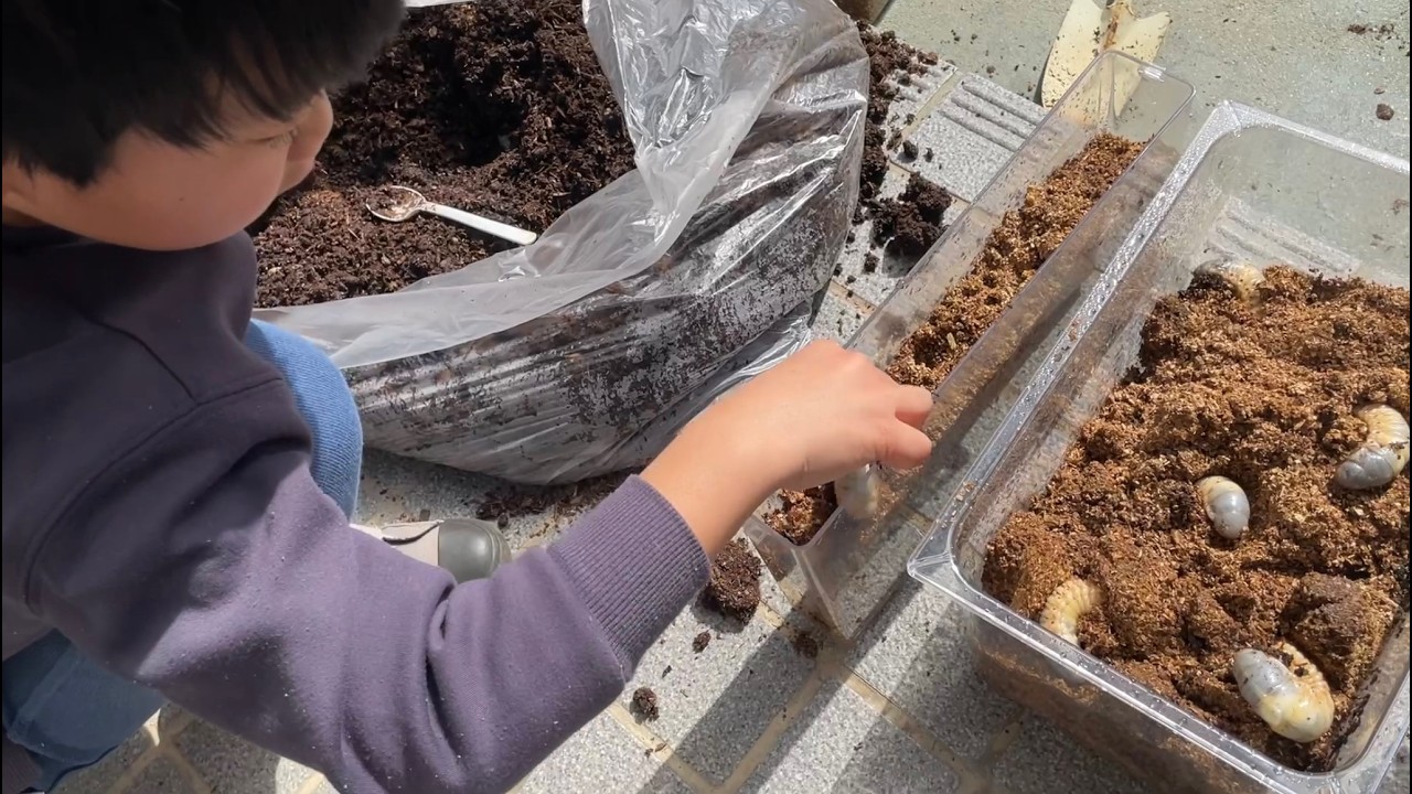 【カブトムシ成長日記⑧】2026年、春。2月23日。