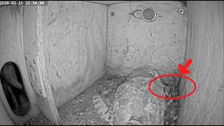 Male Barn Owl accidentally brings home a live mouse