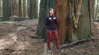 She connects the world with redwoods. Meet Save The Redwoods League's Jessica Carter