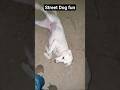 Street Dog fun #straydogs #trending #viral #animalcare #animalhelp