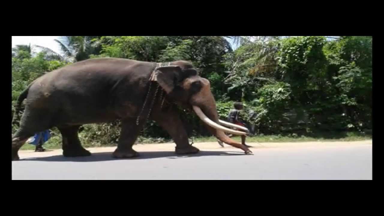 Nadungamuwa Raja │Raja of Sri Lanka│elephant attack - YouTube