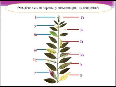 Бейне: Өсімдіктердегі физиологиялық процестер қандай?