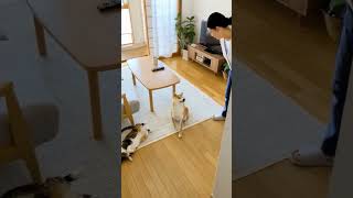 演技派猫と不満顔のシバ犬!