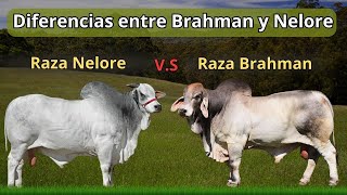 Diferencias entre la raza Brahman y la Nelore ¡Conócelas!