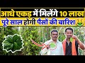 बारह महीना-हरदिन मालामाल कमाई की खेती🤑🤑Biggest Betel Leaf Farming in India | AgriBusiness