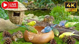 Cat TV for Cats to Watch 😺🐦 Happy Chipmunks, Birds, Squirrels on Moss 🐿 4K HDR 60FPS