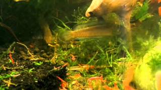 3 Juvenile Channa Andrao are in Eating time. Eating FBW!