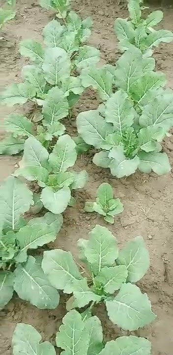 21 January 2022 🙏👌👍 🌻gobhi Ka. 🏵️🌿🙏 Phool
