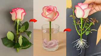 New technique: propagating roses with purple onions – extremely simple
