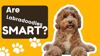 Are Labradoodles the Smartest Dogs on the Planet?