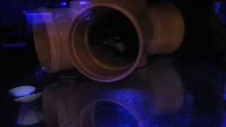 Bandit Angelfish feeding on pellets