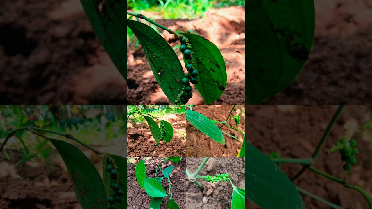 👌🥹💐❤️♥️