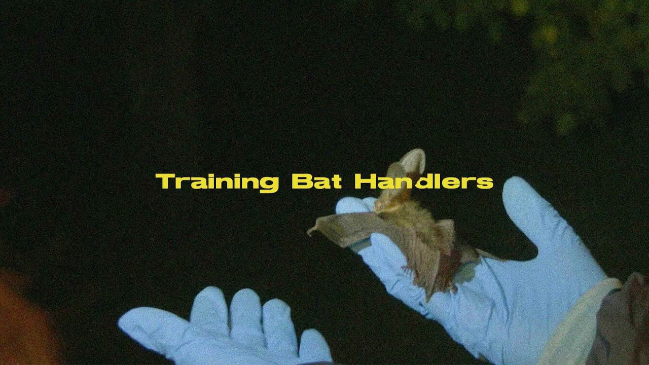 Training Bat Handlers in Guernsey Insights from Piers Sangan