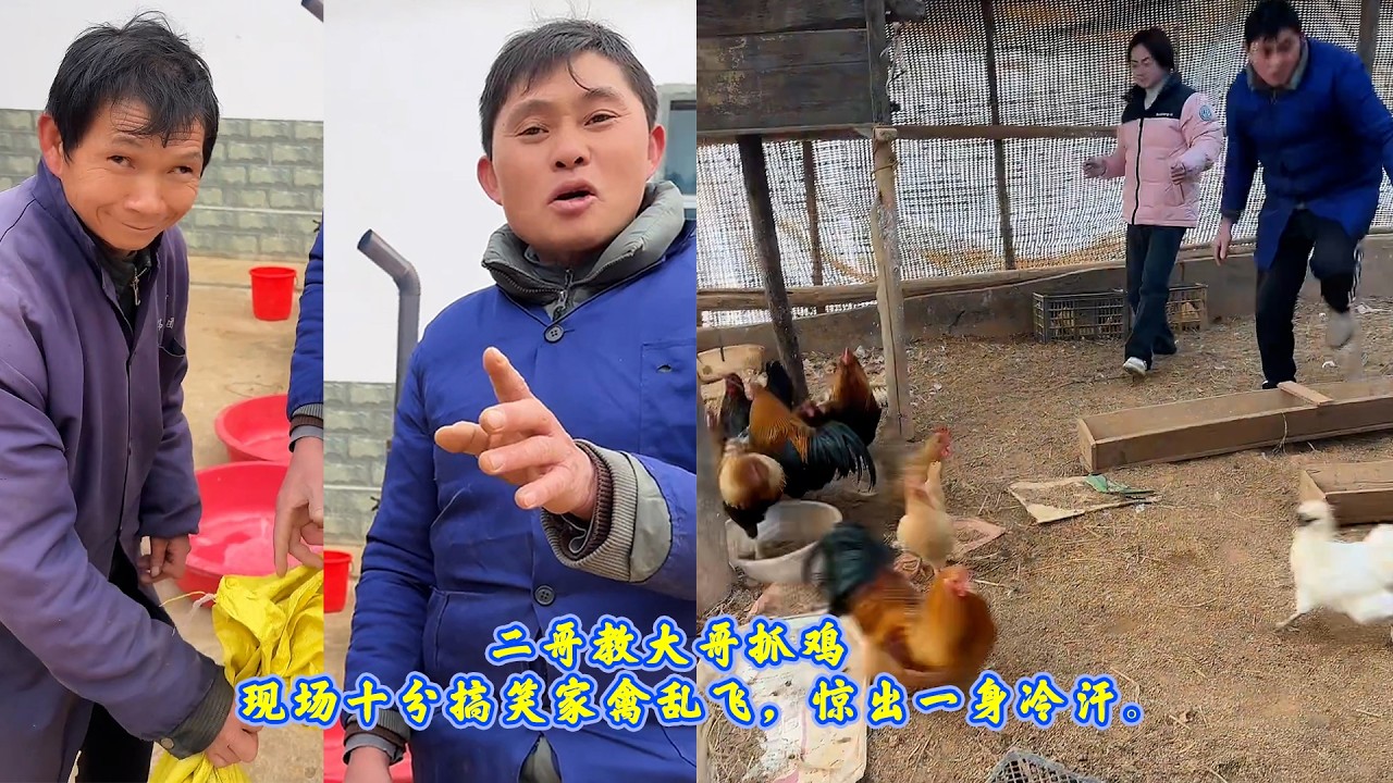二哥教大哥抓鸡，现场十分搞笑家禽乱飞，惊出一身冷汗。