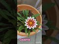 Gazania Blooming #garden #gazania #gardenflowers #flowers #flowergarden #terraceflowers #newsong