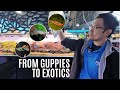 RARE & CLASSIC Freshwater Fish HAUL! Unboxing at Australia's Largest Aquarium Store