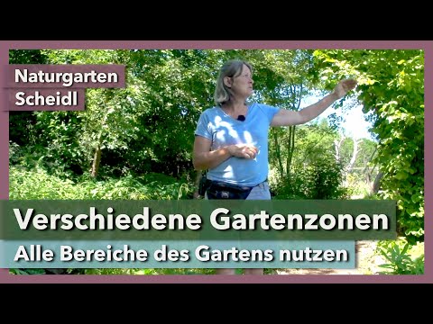 Video: Zarte Blumen des Herbstgartens: Anemone, Aster, Vaccaria und Chelon