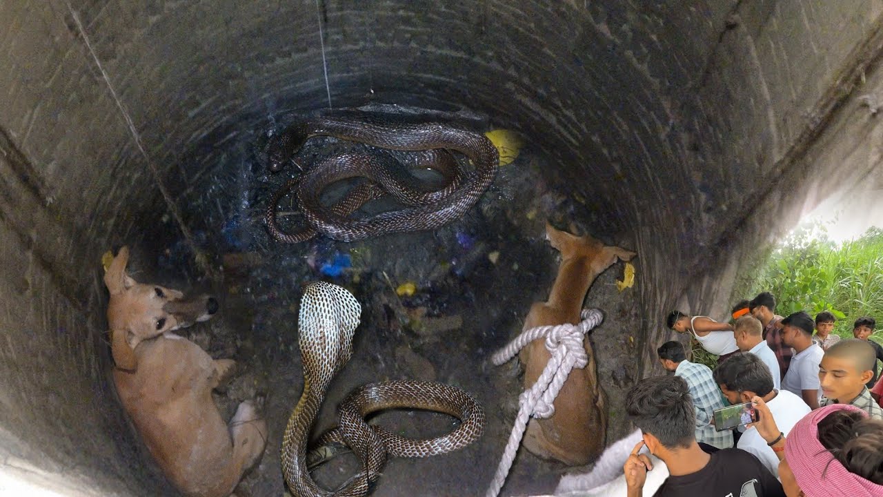 दोनों ही बहुत गुस्से में ऐसी खतरनाक स्थिति बहुत कम देखने को मिलता है। Snake Vs Dog Rescue in well 😲