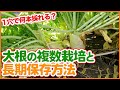 家庭菜園や農園でダイコンは1穴で何本育つ？大根栽培の結果を振り返り！収穫後の長期保存方法も徹底解説【農園ライフ】