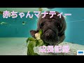 赤ちゃんマナティーの成長記録