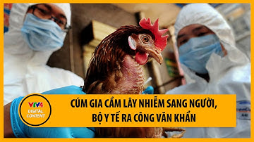 Cúm gia cầm lây nhiễm sang người, Bộ Y tế ra công văn khẩn | VTV4