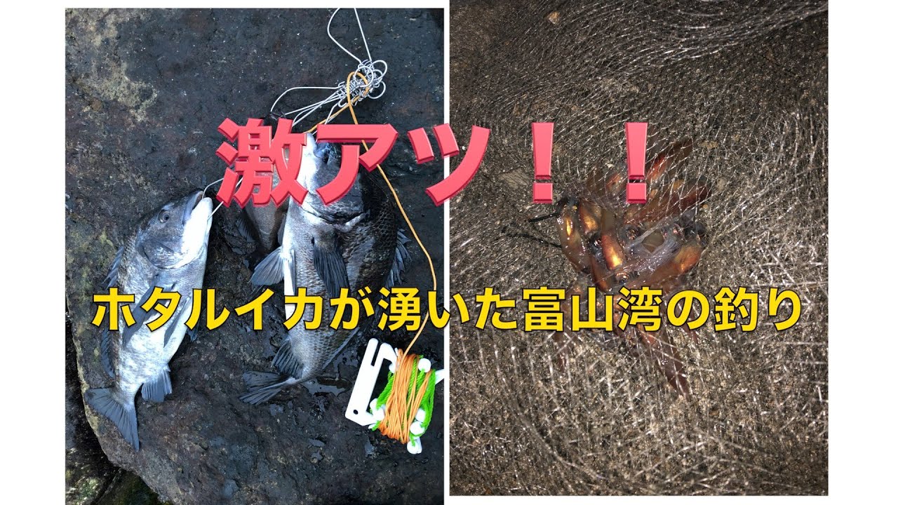 上場企業を40歳で早期退職したワイ君の日常 ホタルイカパターン 上場企業を40歳で早期退職したワイ君の日常 ホタルイカパターン