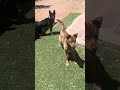 Daisy and Cartel