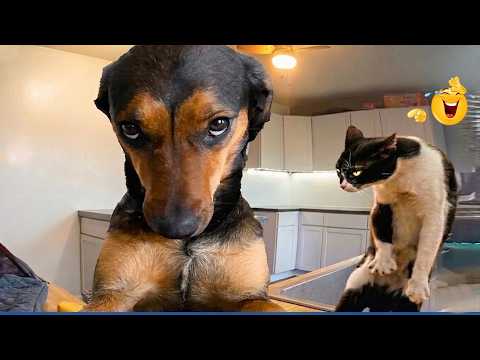 Try Not To Laugh Challenge 😂 Funniest Dog Reactions Ever!